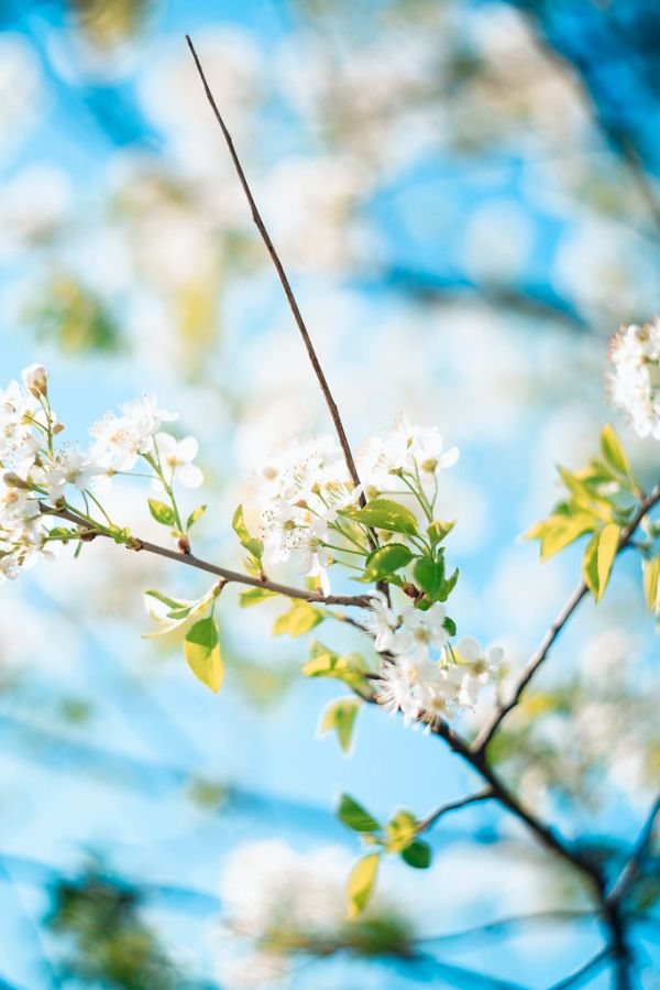 Cerisier blanc en fleurs avec jeunes feuilles vertes — pureté hivernale mariage You Rêve Paris
