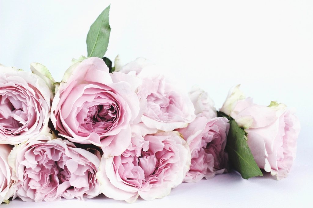 Roses anglaises rose pâle sur fond blanc — palette champêtre chic mariage Provence You Rêve Paris