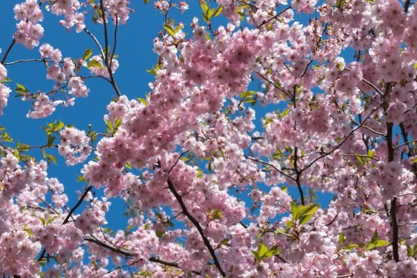 Cerisiers sakura en pleine floraison rose à Paris au printemps — inspiration manucure You Rêve Paris