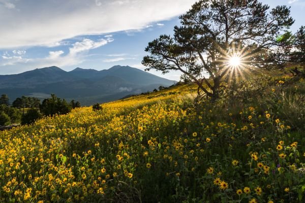 Prairie de tournesols sous le soleil de printemps — ambiance vacances Paris